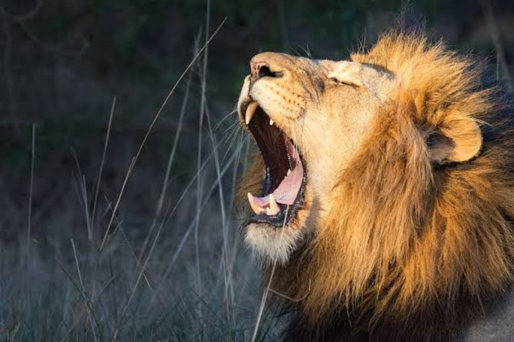 The Circus Or The Jungle: Reclaiming The Inner Lion